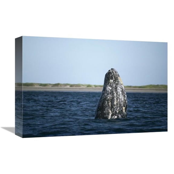 Global Gallery  Gray Whale Adult Spy - Magdalena Bay - Baja California - Mexico Art Print - Tui De Roy