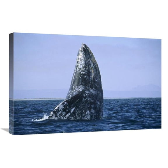 Global Gallery  Gray Whale Breaching - Pacific Ocean Art Print - Konrad Wothe