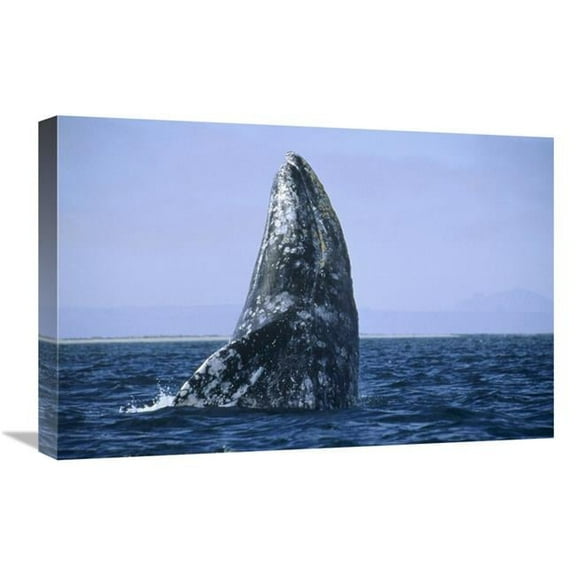 Global Gallery Gray Whale Breaching - Pacific Ocean Art Print - Konrad Wothe