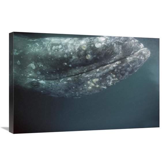 Global Gallery  Gray Whale Curious Adult Investigating Underside of Boat - Baja - Mexico Art Print - Tui De Roy - 20 x 30 in.