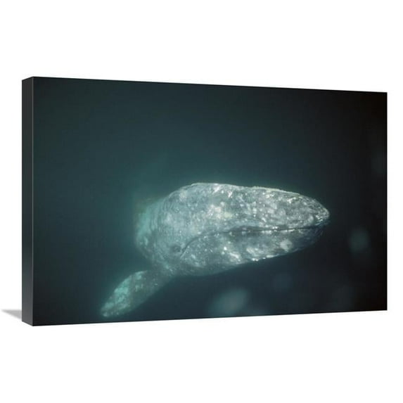 Global Gallery Gray Whale Curious Adult Underwater - Magdalena Bay - Baja California - Mexico Art Print - Tui De Roy