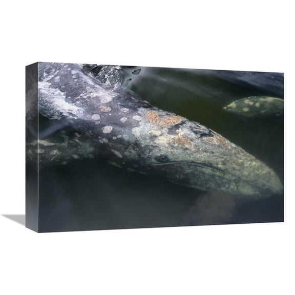 Global Gallery  Gray Whale Filter Feeding - Clayoquot Sound - Vancouver Island - Canada Art Print - Flip Nicklin