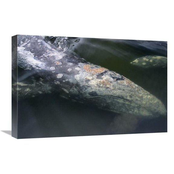 Global Gallery Gray Whale Filter Feeding - Clayoquot Sound - Vancouver Island - Canada Art Print - Flip Nicklin