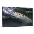 thumbnail image 1 of Global Gallery  Gray Whale Filter Feeding - Clayoquot Sound - Vancouver Island - Canada Art Print - Flip Nicklin, 1 of 1