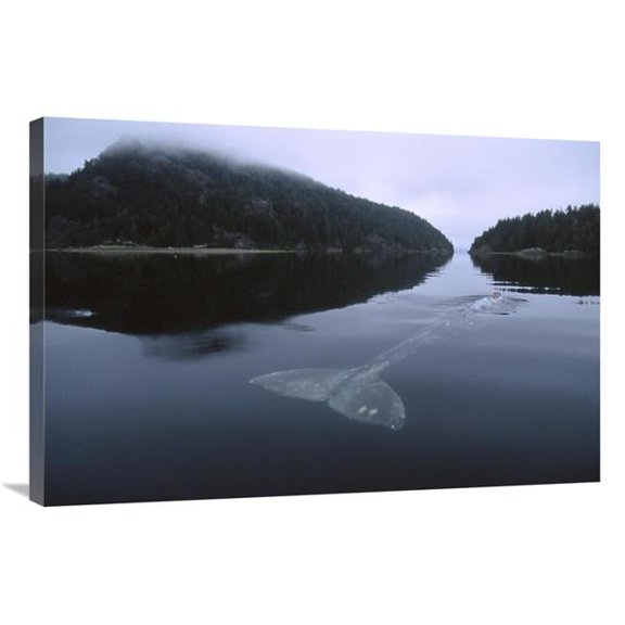 Global Gallery Gray Whale Skims Water Surface Water - Clayoquot Sound - Canada Art Print - Flip Nicklin