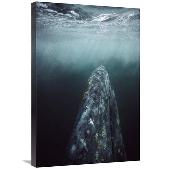 Global Gallery  Gray Whale in Breeding Lagoon - Magdalena Bay - Baja California - Mexico Art Print - Tui De Roy