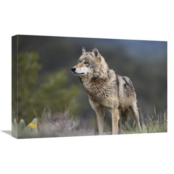 Global Gallery Gray Wolf - North America Art Print - Tim Fitzharris - 16in. x 24in.