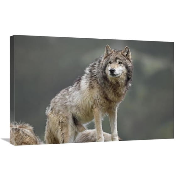 Global Gallery Gray Wolf - North America Art Print - Tim Fitzharris - 20 x 30 in.