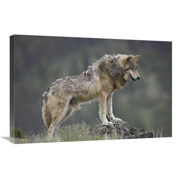 Global Gallery  Gray Wolf - North America Art Print - Tim Fitzharris - 20in. x 30in.