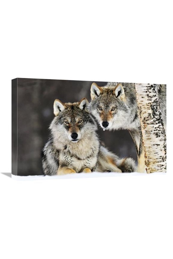Gray Wolf Pair in the Snow - Norway Art Print - Jasper Doest