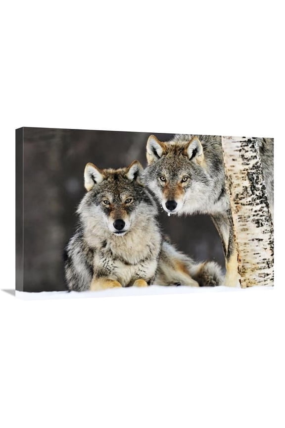 Gray Wolf Pair in the Snow - Norway Art Print - Jasper Doest