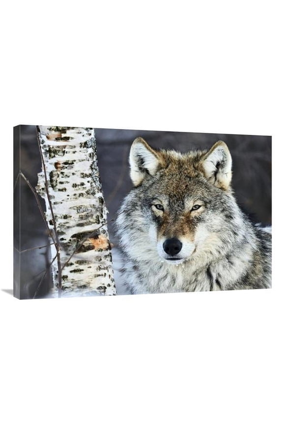 Gray Wolf Portrait - Norway Art Print - Jasper Doest