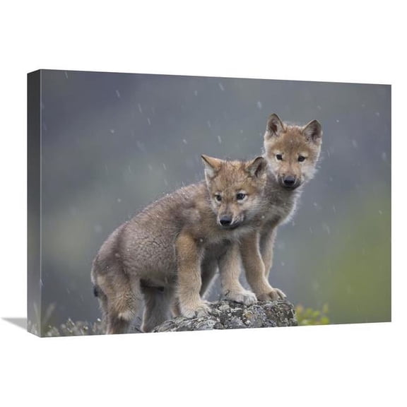 Global Gallery Gray Wolf Pups in Light Snowfall - North America Art Print - Tim Fitzharris