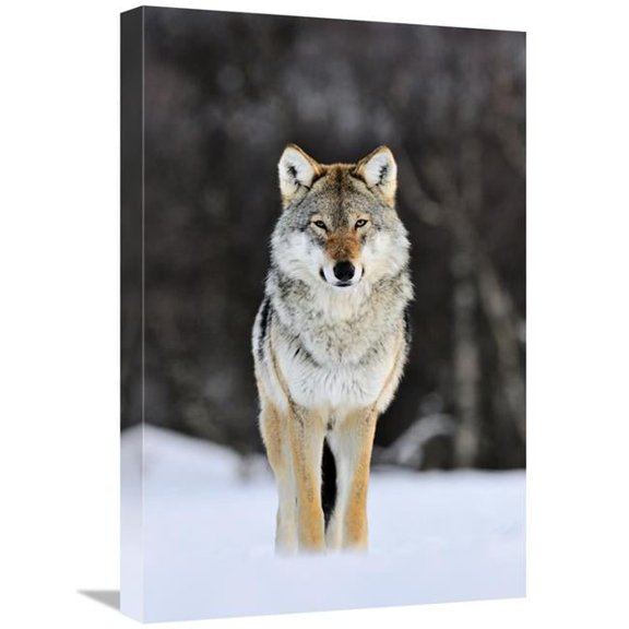 Global Gallery Gray Wolf Standing in the Snow - Norway Art Print - Jasper Doest