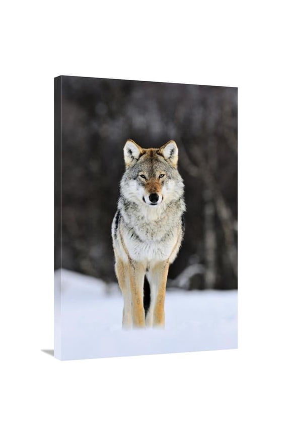 Gray Wolf Standing in the Snow - Norway Art Print - Jasper Doest