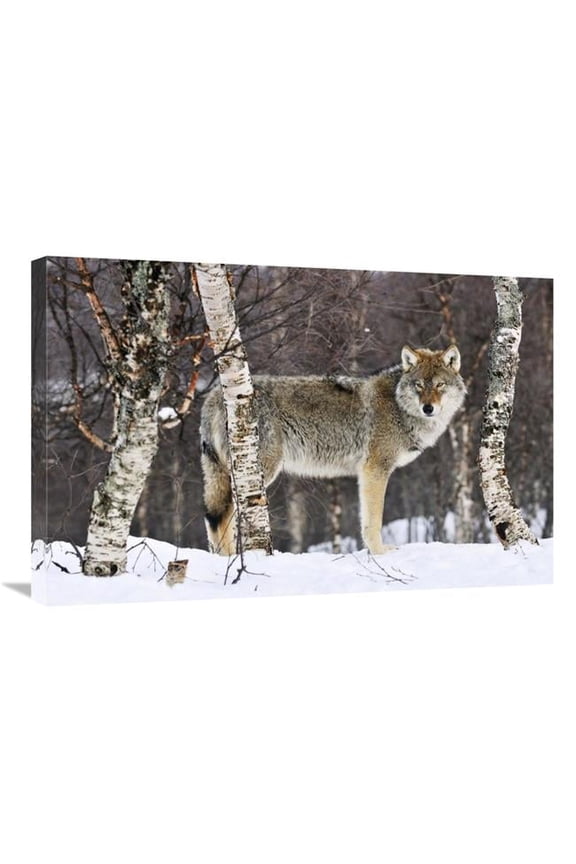 Gray Wolf in the Woods - Winter - Norway Art Print - Jasper Doest