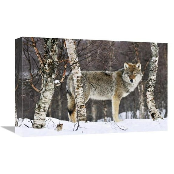 Global Gallery Gray Wolf in the Woods - Winter - Norway Art Print - Jasper Doest