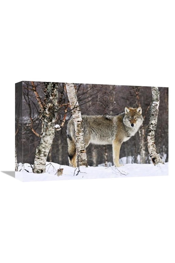 Gray Wolf in the Woods - Winter - Norway Art Print - Jasper Doest