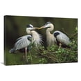 thumbnail image 1 of Global Gallery  Great Blue Heron Pair - Florida Art Print - Tom Vezo, 1 of 1