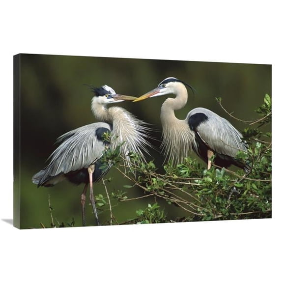 Global Gallery Great Blue Heron Pair - Florida Art Print - Tom Vezo