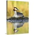 thumbnail image 1 of Global Gallery  Great Crested Grebe on Floating Nest - De Biesbosch National Park - Netherlands Art Print, 1 of 1