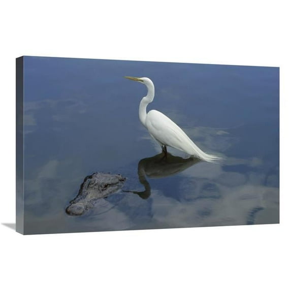 Global Gallery Great Egret Standing on An American Alligator - Florida Art Print - Heidi And Hans-Juergen Koch