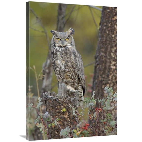 Global Gallery  Great Horned Owl in Its Pale Form Perching on Snag - British Columbia - Canada Art Print