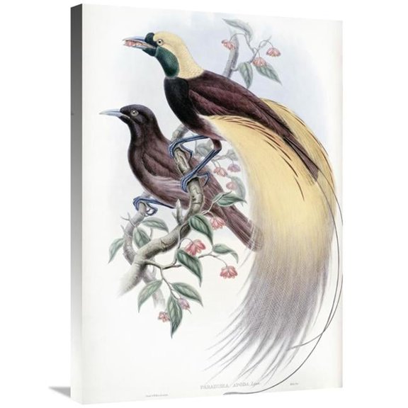 Global Gallery Greater Bird of Paradise Art Print - John Gould