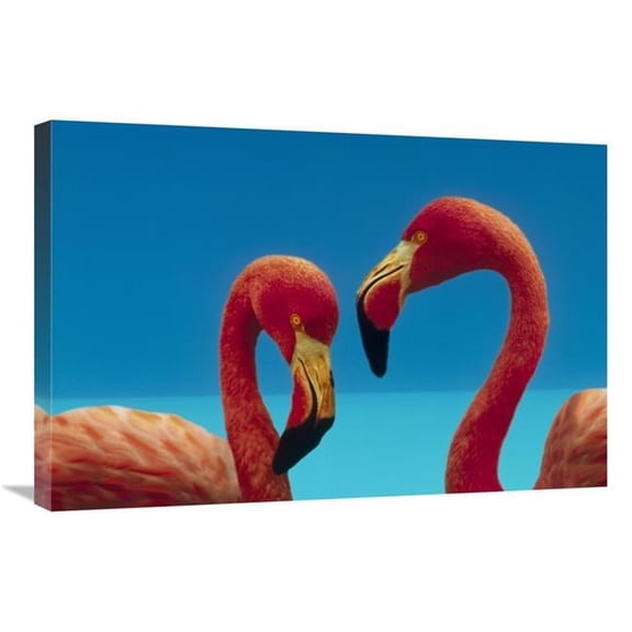 Global Gallery Greater Flamingo Courting Pair - Caribbean Species Art Print - Tim Fitzharris