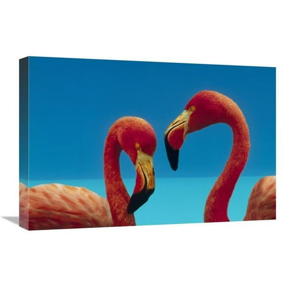 Global Gallery Greater Flamingo Courting Pair - Caribbean Species Art Print - Tim Fitzharris