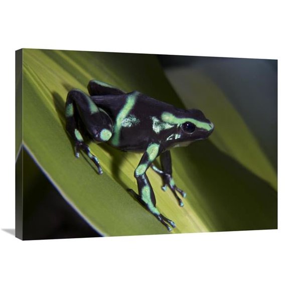Global Gallery Green & Black Poison Dart Frog Portrait - Costa Rica Art Print - Tim Fitzharris - 24 x 32 in.