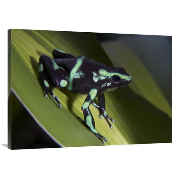 Global Gallery Green & Black Poison Dart Frog Portrait - Costa Rica Art Print - Tim Fitzharris