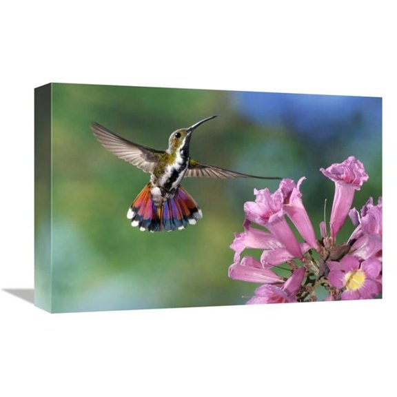 Global Gallery  Green-Breasted Mango Hummingbird Visiting Flowers of Puiva Tree - Costa Rica Art Print - Michael & Patricia Fogden