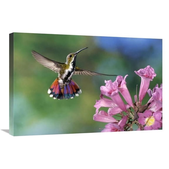 Global Gallery  Green-Breasted Mango Hummingbird Visiting Flowers of Puiva Tree - Costa Rica Art Print - Michael & Patricia Fogden