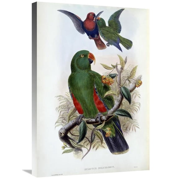 Global Gallery Green Lory Art Print - John Gould - 30in.