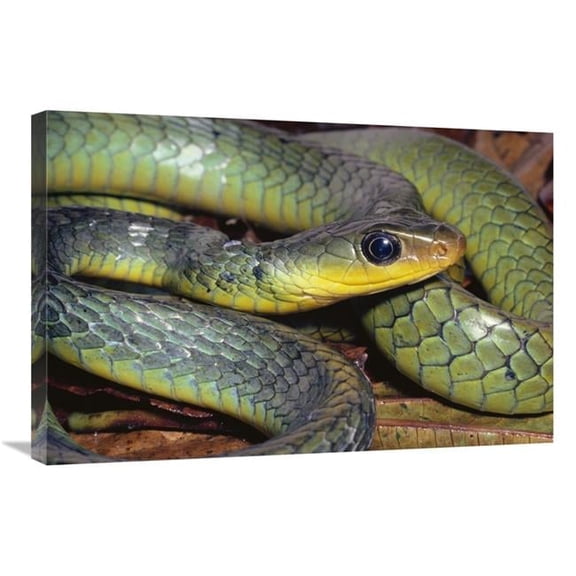 Global Gallery  Green Racer Close-Up - Cloud Forest Ecosystem - Costa Rica Art Print - Michael & Patricia Fogden - 20in. x 30in.