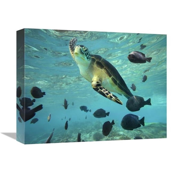 Global Gallery  Green Sea Turtle - Balicasag Island - Philippines Art Print - Tim Fitzharris - 12in. x 16in.