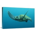 thumbnail image 1 of Global Gallery  Green Sea Turtle Swimming - Galapagos Islands - Ecuador Art Print - Pete Oxford - 20in. x 30in., 1 of 1
