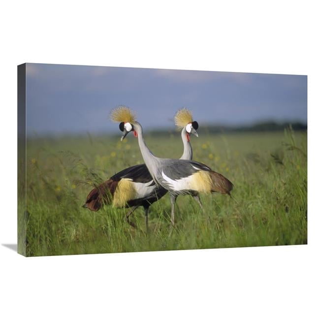 Global Gallery Grey Crowned Crane Couple Courting - Masai Mara National ...