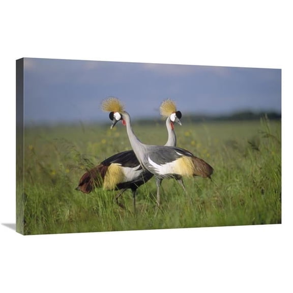 Global Gallery Grey Crowned Crane Couple Courting - Masai Mara National Reserve - Kenya Art Print - Tim Fitzharris