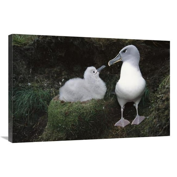 Global Gallery Grey-Headed Albatross Parent Greeting Chick - Campbell Island - New Zealand Art Print - Tui De Roy