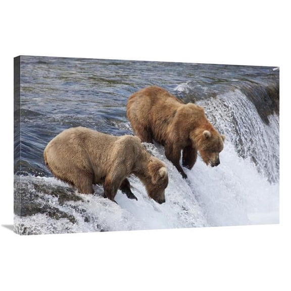 Global Gallery Grizzly Bear Males Waiting for Salmon at Brooks Falls - Katmai National Park - Alaska Art Print