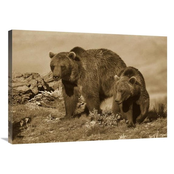 Global Gallery Grizzly Bear Mother with A One Year Old Cub - North America Art Print - Tim Fitzharris