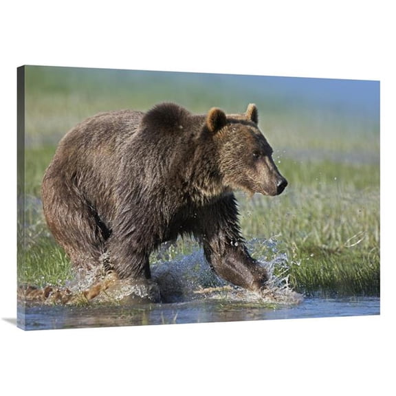 Global Gallery Grizzly Bear Running Through Water - North America Art Print - Tim Fitzharris