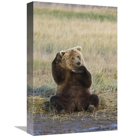Global Gallery Grizzly Bear Scratching Ear - Katmai National Park - Alaska Art Print - Matthias Breiter - 12in. x 18in.