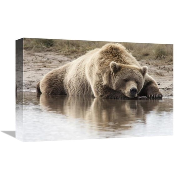 Global Gallery Grizzly Bear Sleeping on Shore - Katmai National Park - Alaska Art Print - Matthias Breiter