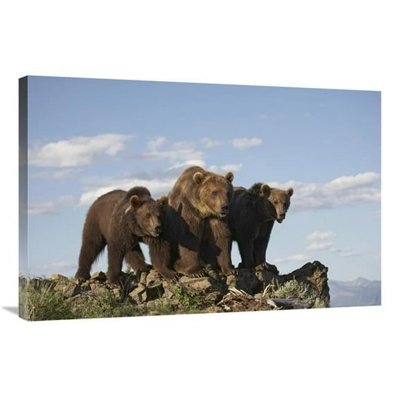 Global Gallery Grizzly Bear with Two One-Year-Old Cubs - North America Art Print - Tim Fitzharris