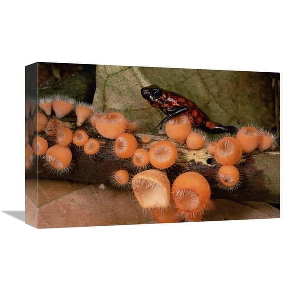 Global Gallery Harlequin Poison Dart Frog on Cup Fungus - Ecuador Art Print