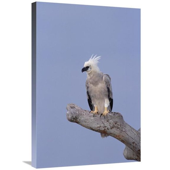 Global Gallery  Harpy Eagle Juvenile Silk-Cotton Tree - Peru Art Print - Tui De Roy