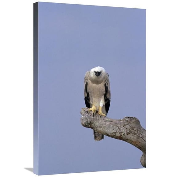 Global Gallery Harpy Eagle Juvenile Silk-Cotton Tree - Peru Art Print - Tui De Roy